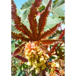 Ricinus 'Impala'