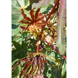 Ricinus 'Impala'