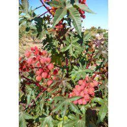 Ricinus 'Impala'