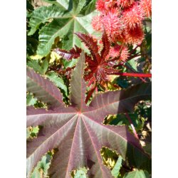 Ricinus 'Impala'