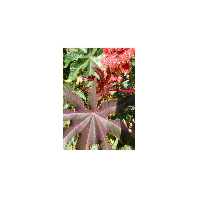 Ricinus 'Impala'