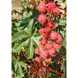 Ricinus 'Impala'