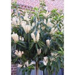 Portugisisk Lauerbr-Kirsebr