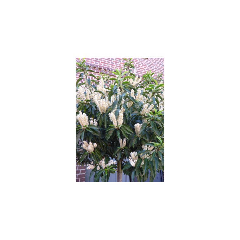 Portugisisk Lauerbr-Kirsebr