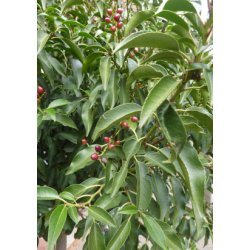 Portugisisk Lauerbr-Kirsebr