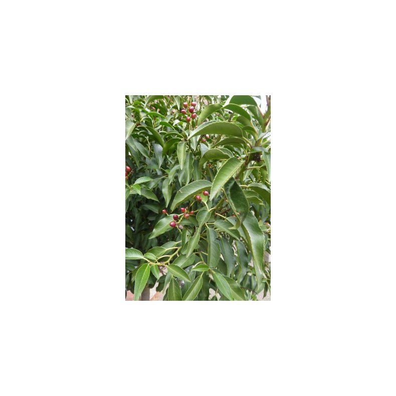 Portugisisk Lauerbr-Kirsebr