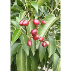 Portugisisk Lauerbr-Kirsebr