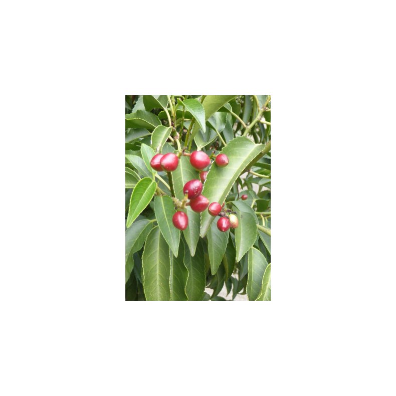 Portugisisk Lauerbr-Kirsebr