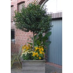 Portugisisk Lauerbr-Kirsebr