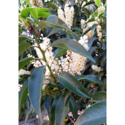 Portugisisk Lauerbr-Kirsebr