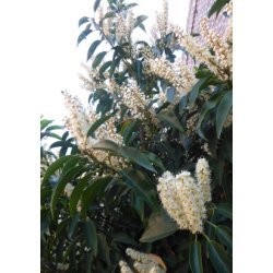 Portugisisk Lauerbr-Kirsebr