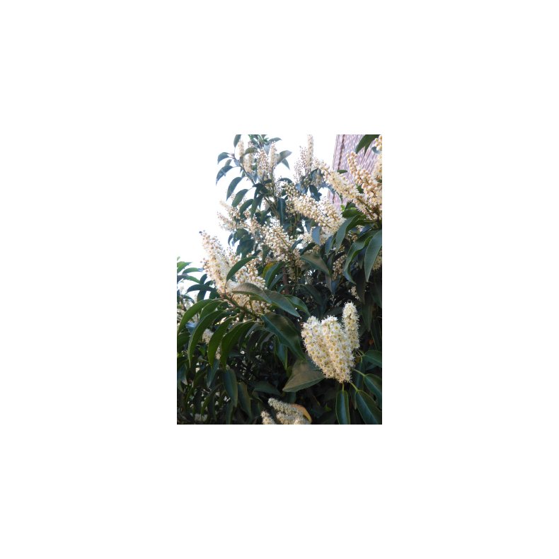 Portugisisk Lauerbr-Kirsebr