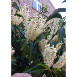 Portugisisk Lauerbr-Kirsebr