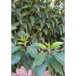 Portugisisk Lauerbr-Kirsebr