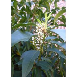 Portugisisk Lauerbr-Kirsebr