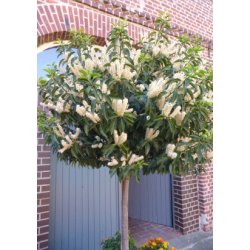 Portugisisk Lauerbr-Kirsebr