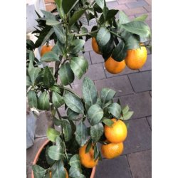 Italiensk Mandarintr