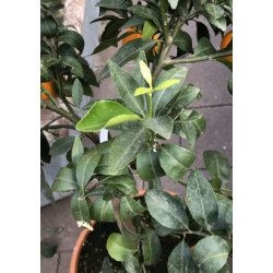 Italiensk Mandarintr