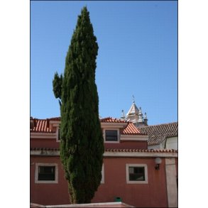 Middelhavscypres / �gte cypres