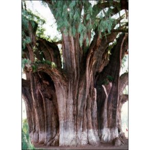 Meksikansk Sumpcypres