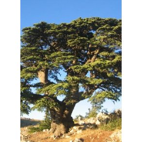 Nordafrikansk Atlas Ceder