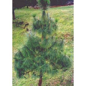 Langnlet Himalaya Fyr