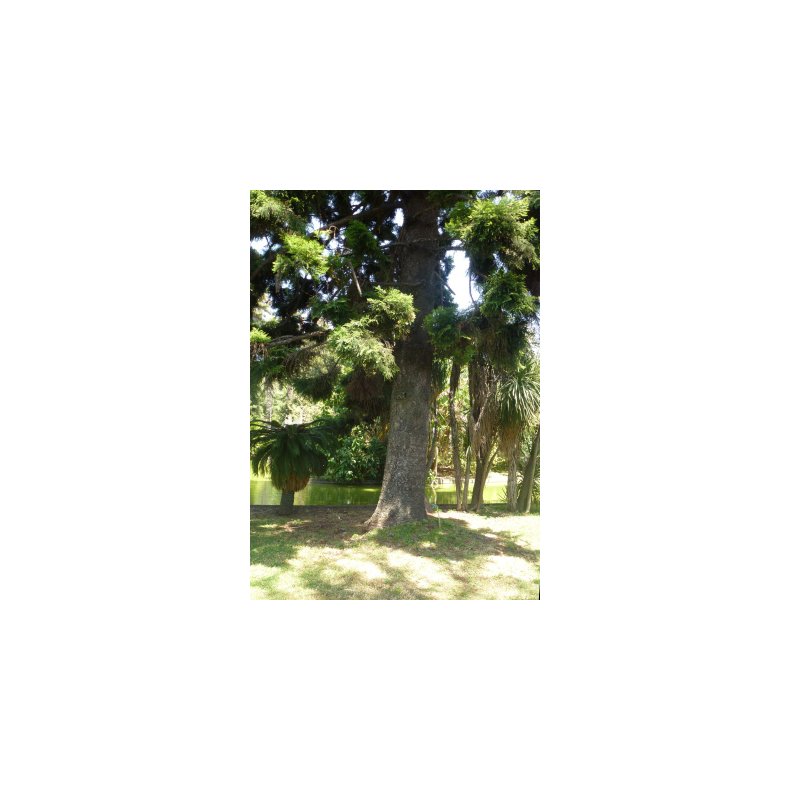 Cook Pine Araukarie