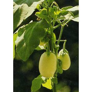 Dyrkningsst<br />Den lille Botaniker