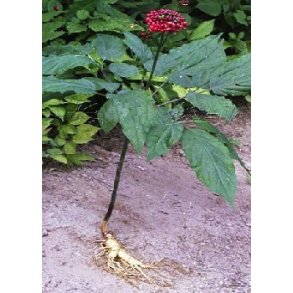 Ginseng