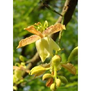 Tamarind - Indisk daddeltr