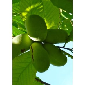 Paw-Paw - Indianerbanan