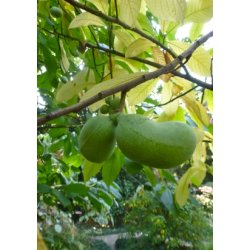 Paw-Paw - Indianerbanan