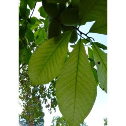 Paw-Paw - Indianerbanan