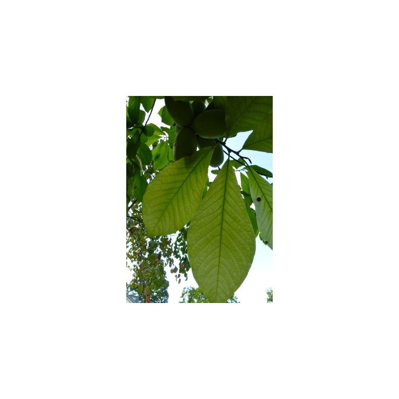 Paw-Paw - Indianerbanan