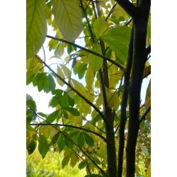 Paw-Paw - Indianerbanan