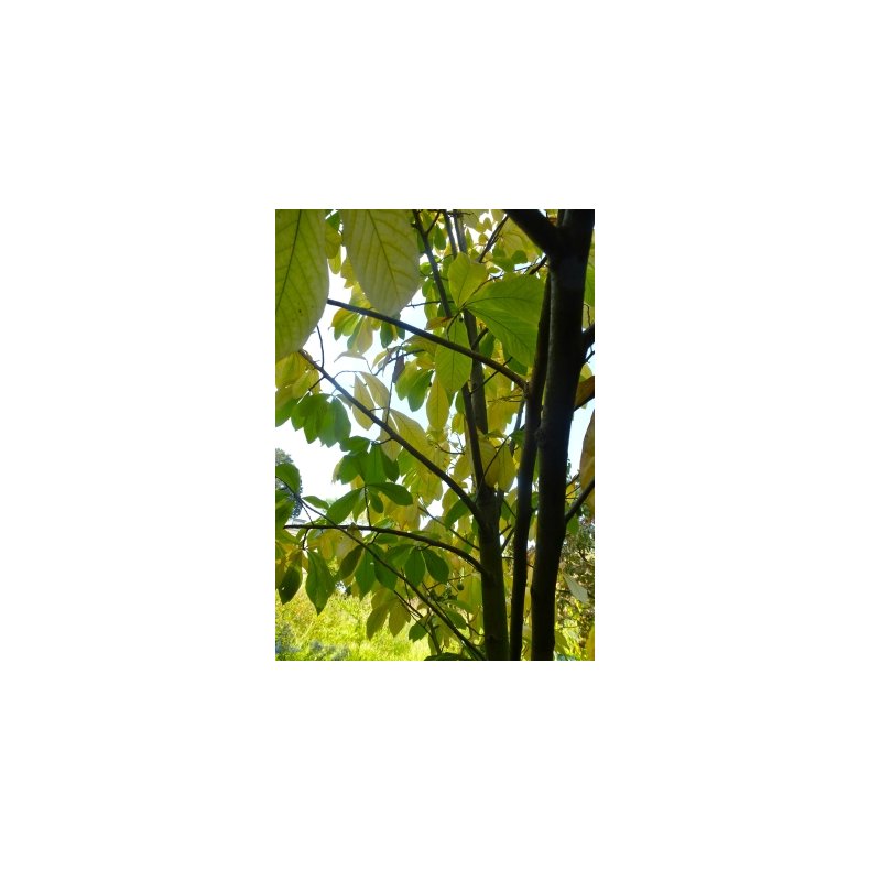 Paw-Paw - Indianerbanan