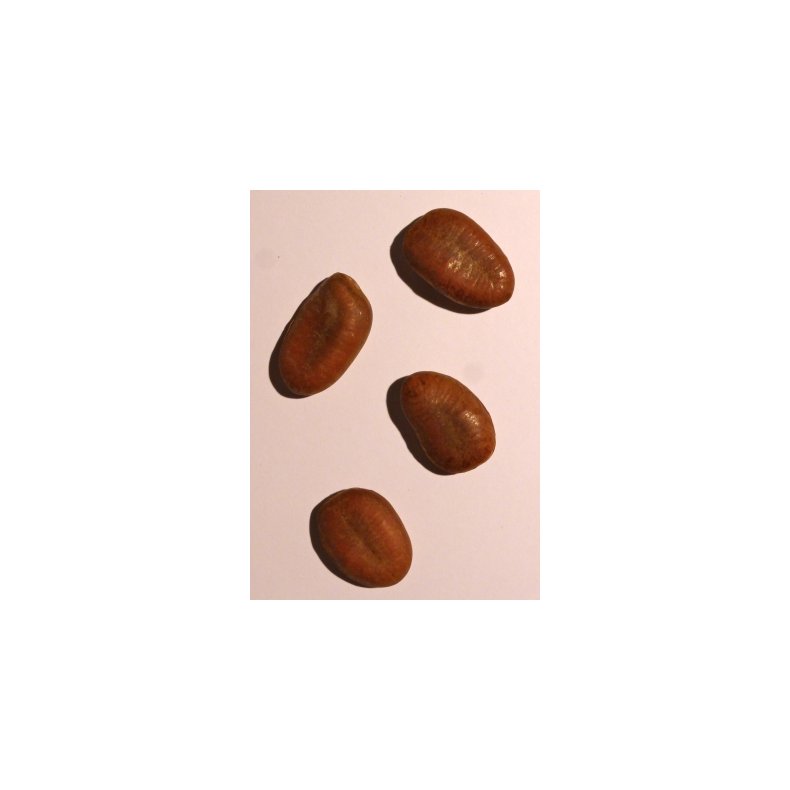 Paw-Paw - Indianerbanan