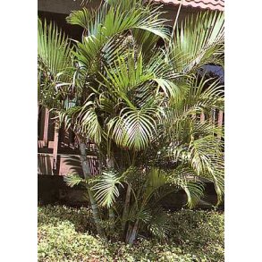 Palme - Guldbladspalme