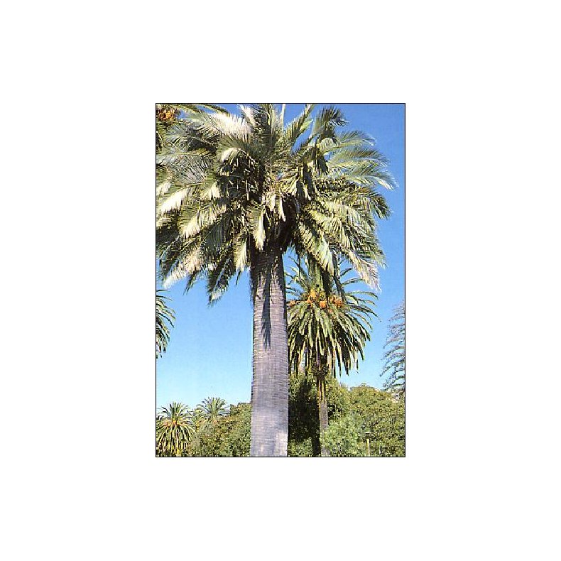 Palme - Chilensk Honningpalme