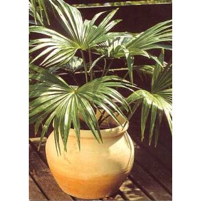 Palme - Australsk Skrmpalme