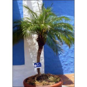 Palme - Dvrg Daddelpalme