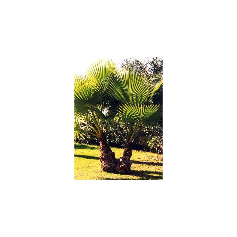 Palme - Meksikansk Viftepalme