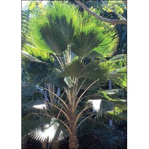 Palme - Fiji Viftepalme