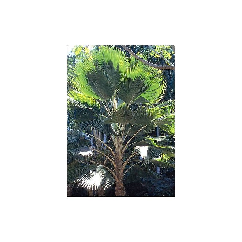 Palme - Fiji Viftepalme