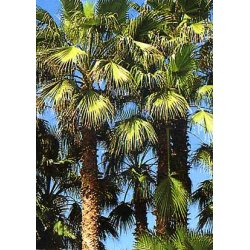 Dyrkningsst<br/>Vinterhrdfre Palmer