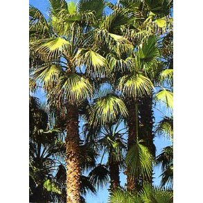 Palme - Palmettopalme