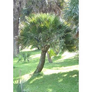 Palme - Lille Sabelpalme