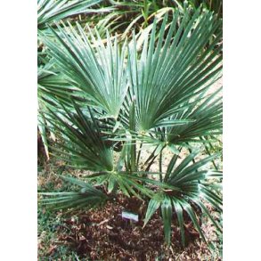 Palme - Dvrg Hamppalme