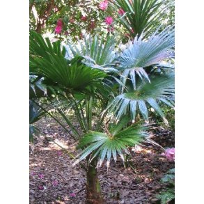 Palme - Indisk Hamppalme