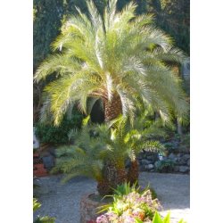 Palme - Kreta Dadelpalme